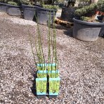  Japonský prasličkovec (Equisetum japonicum) - výška 50-60 cm, kont. P9